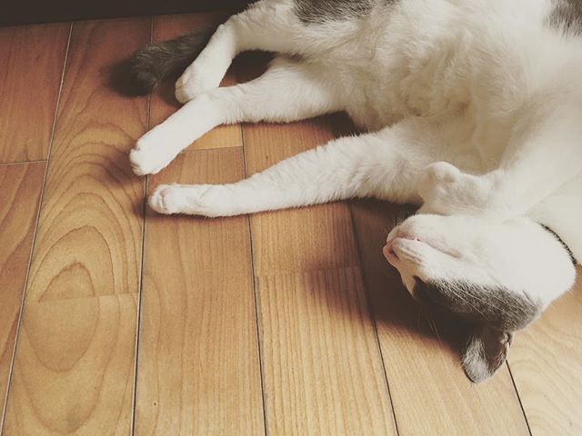 最近は蒸し暑いから床にべったり。#猫#床にしかない冷んやり感#cat